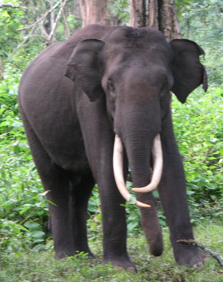 A solitary male elephant